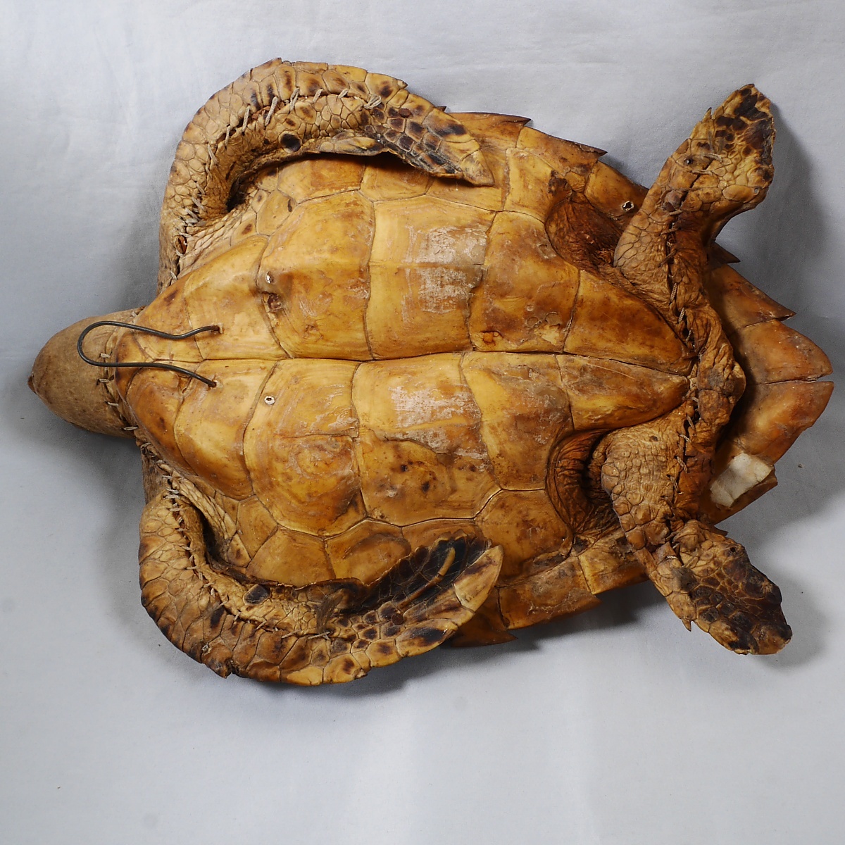 タイマイ 剥製 全長 40cm インドネシア ウミガメ 海亀(科学、自然