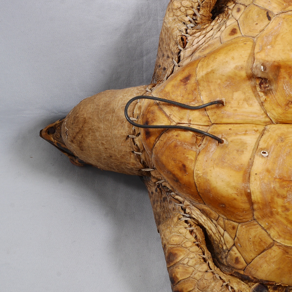 タイマイ 剥製 全長 40cm インドネシア ウミガメ 海亀(科学、自然