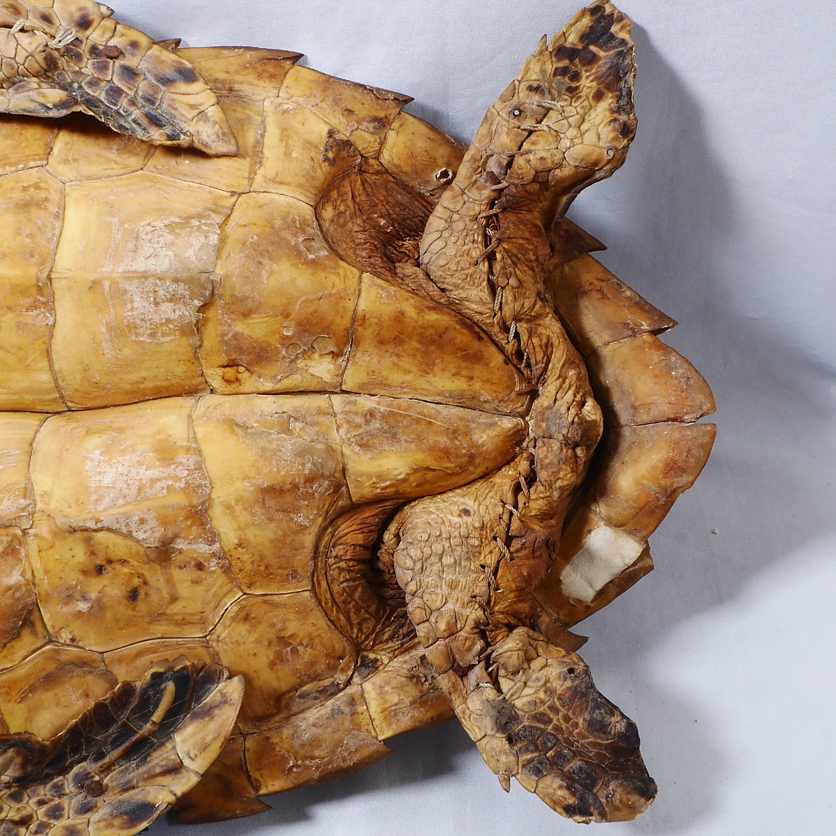 タイマイ 剥製 全長 40cm インドネシア ウミガメ 海亀(科学、自然