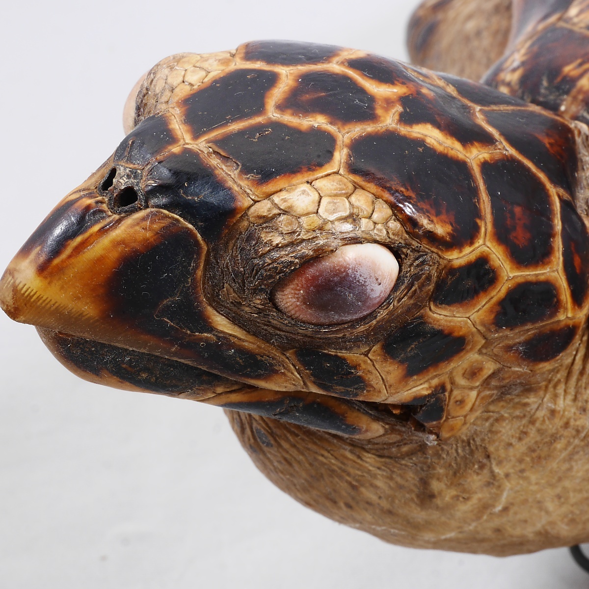 タイマイ 剥製 全長 40cm インドネシア ウミガメ 海亀(科学、自然