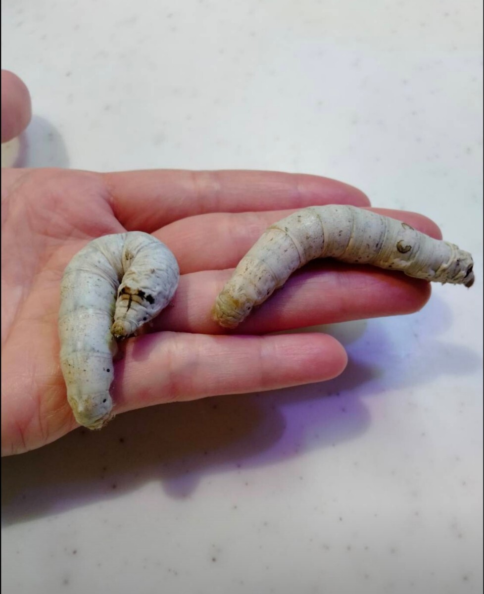 シルクメイトの素 100g 手作りシルクメイト　カイコ　蚕　シルクワーム　エサ　餌　送料無料_3