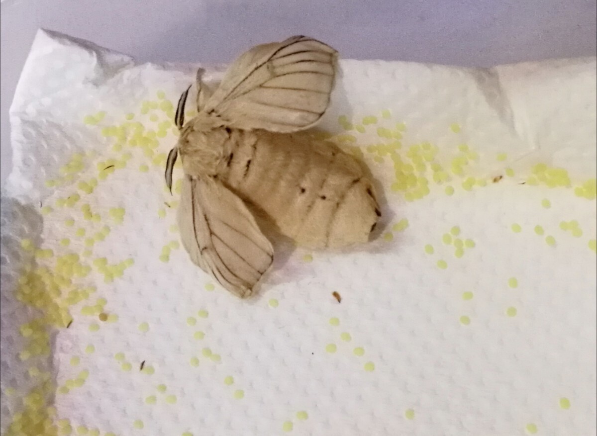 シルクメイトの素 100g 手作りシルクメイト　カイコ　蚕　シルクワーム　エサ　餌　送料無料_5