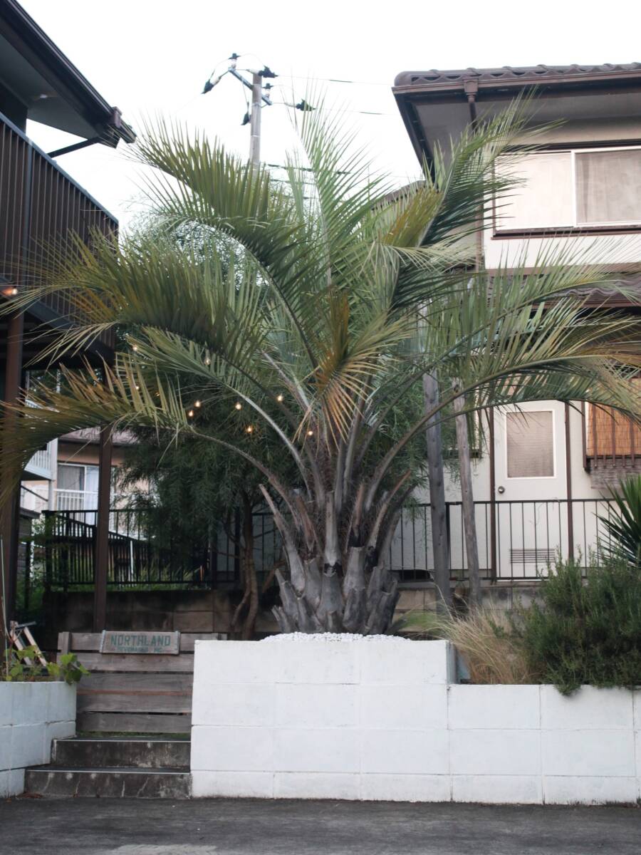☆引き取り限定 ココスヤシ 千葉県佐倉市 その2☆(植木、庭木)｜売買