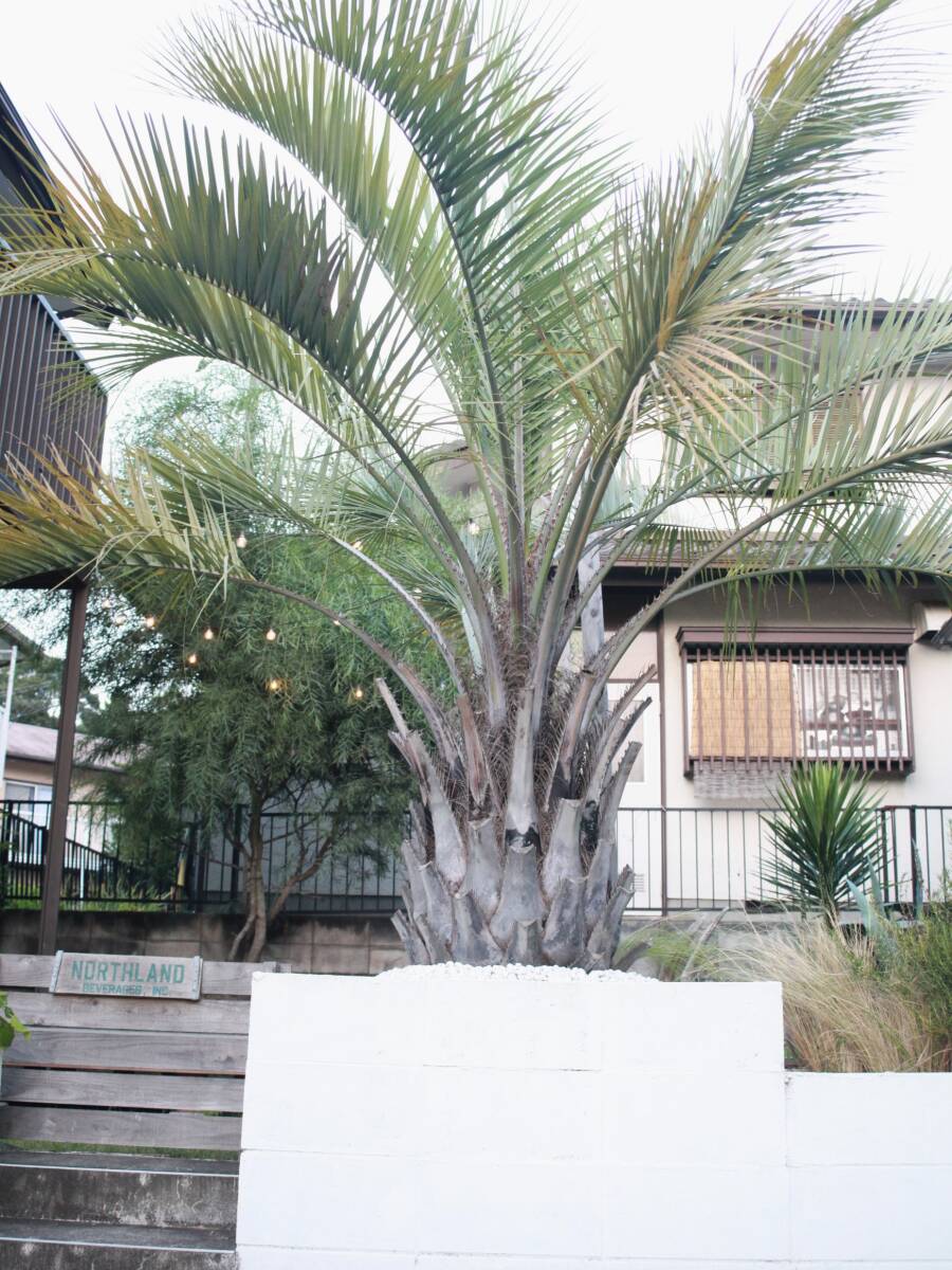 ココスヤシ　引き取り限定 ☆引き取り限定 ココスヤシ 千葉県佐倉市 その2☆(植木、庭木)｜売買