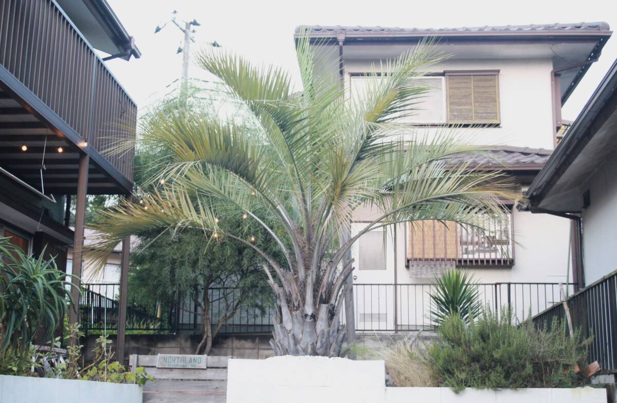 ☆引き取り限定 ココスヤシ 千葉県佐倉市 その2☆(植木、庭木)｜売買