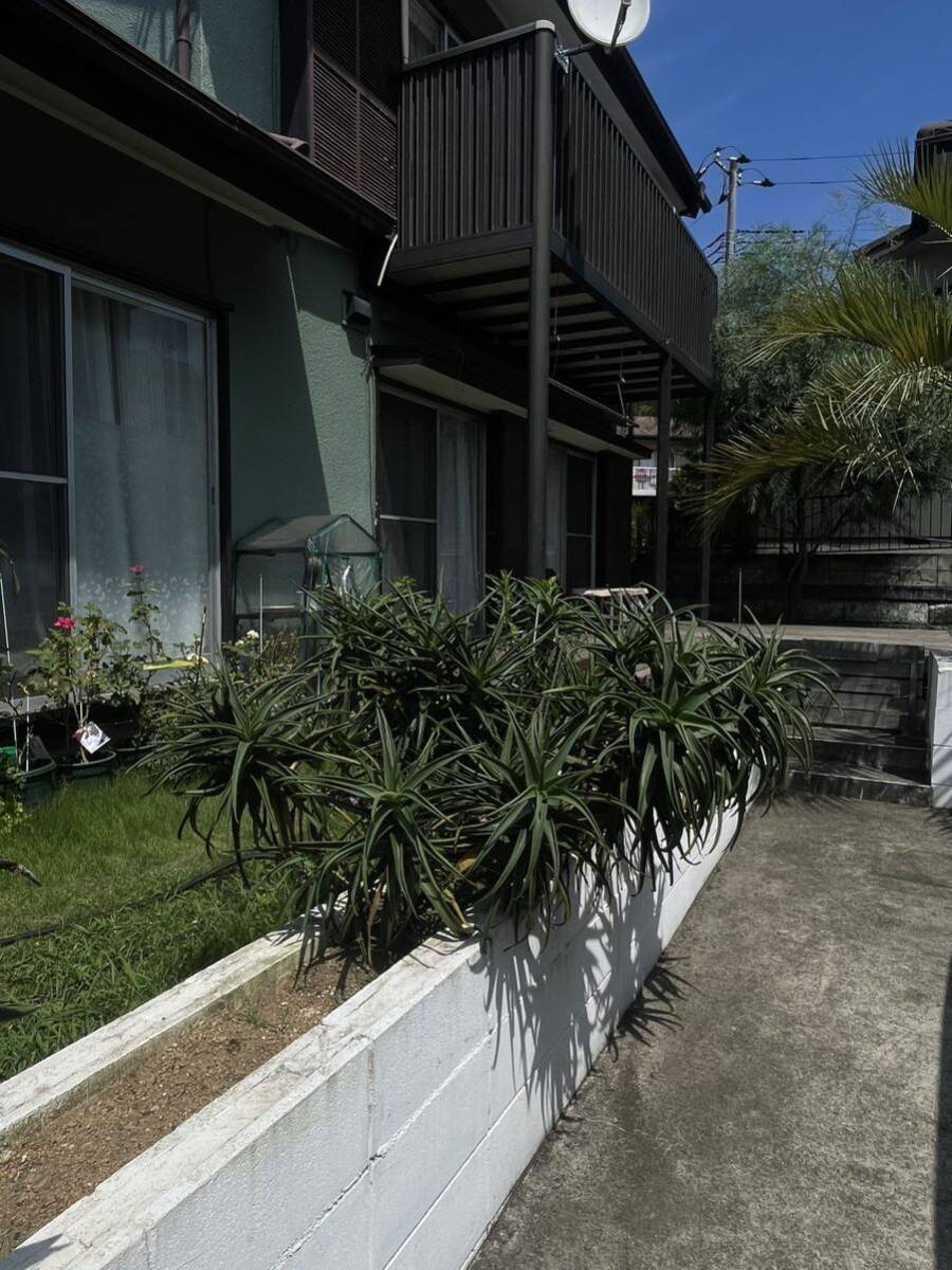 ☆引き取り限定 ココスヤシ 千葉県佐倉市 その2☆(植木、庭木)｜売買