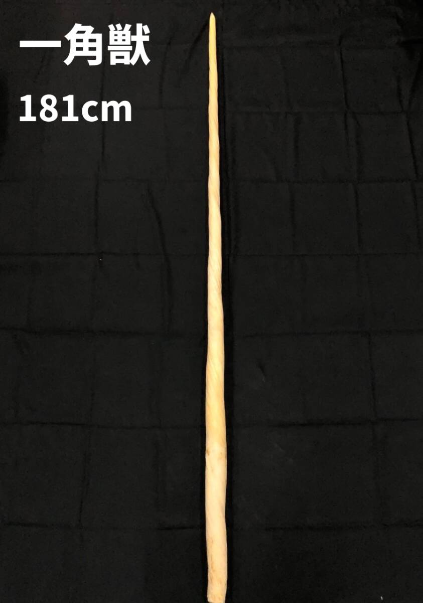 245263329 【181cm】 イッカク 一角 ウニコール 鯨 歯 牙 角 一角獣