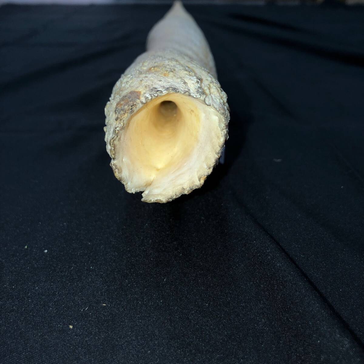 245263329 【181cm】 イッカク 一角 ウニコール 鯨 歯 牙 角 一角獣