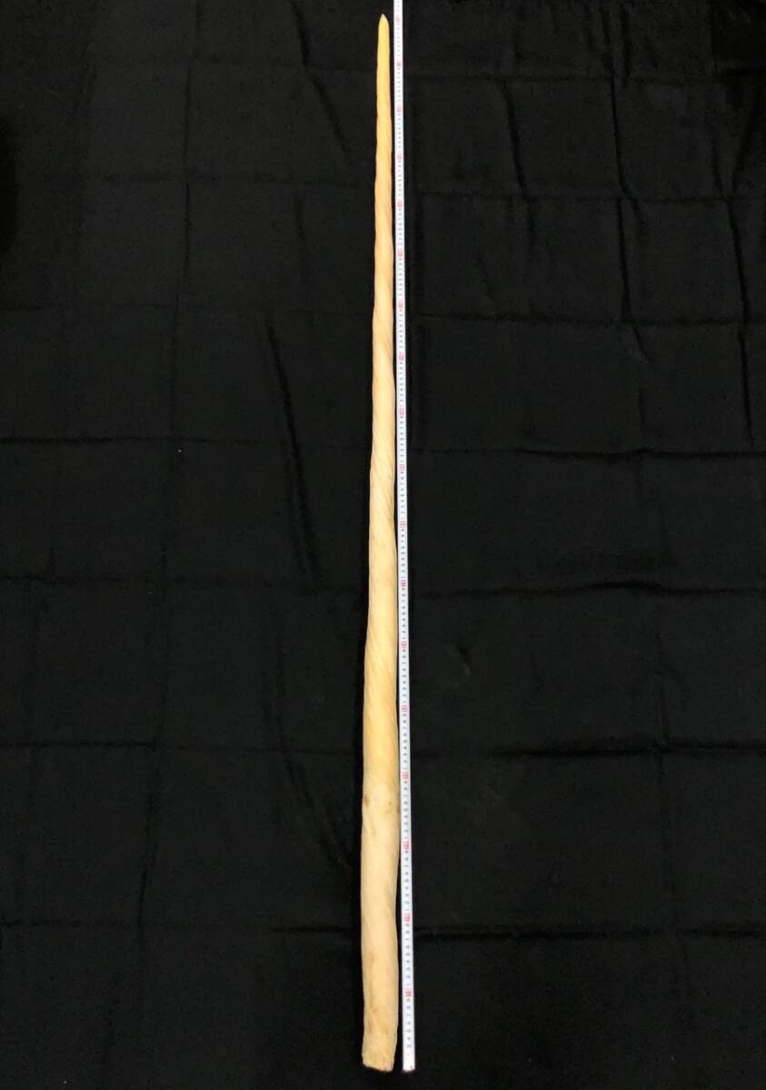245263329 【181cm】 イッカク 一角 ウニコール 鯨 歯 牙 角 一角獣