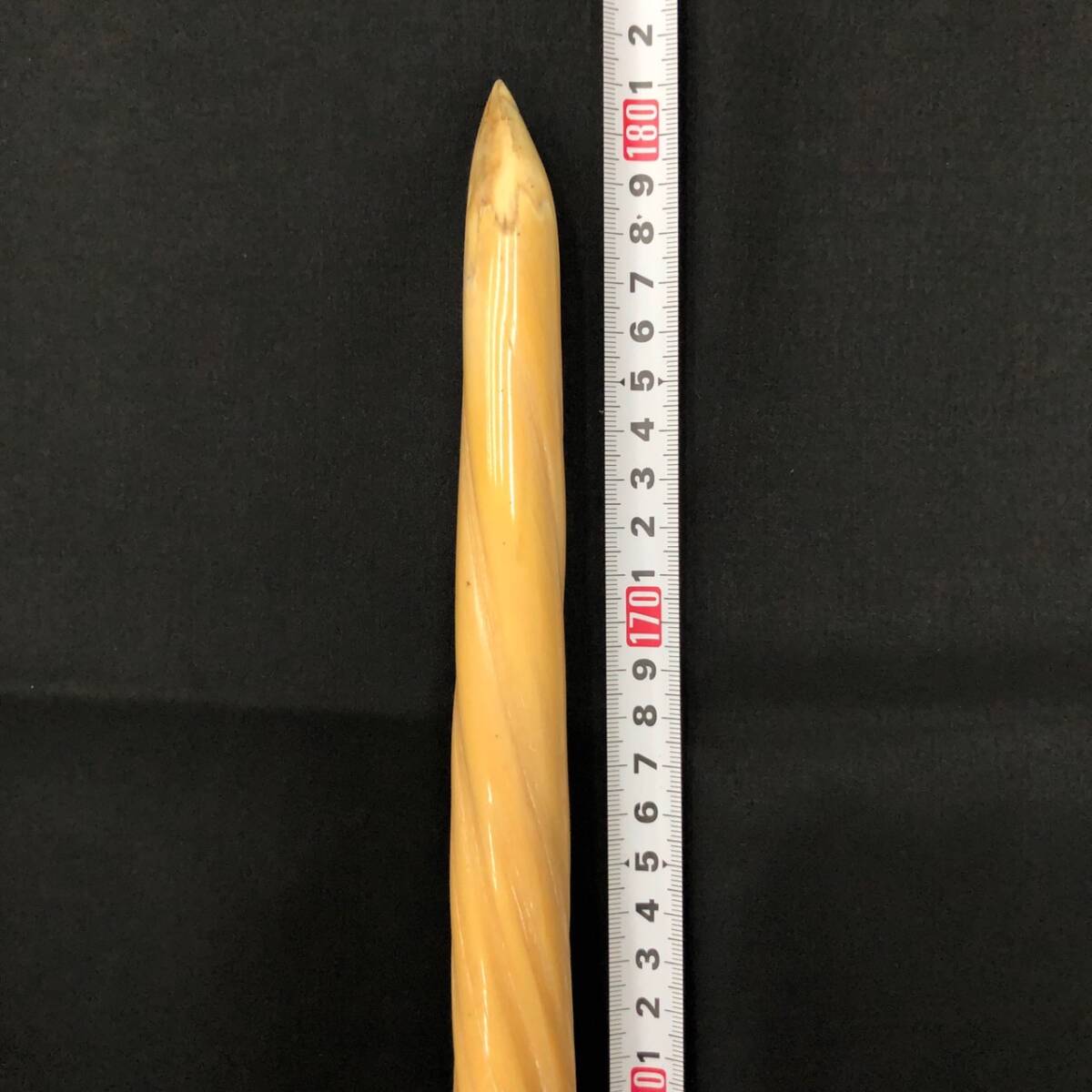 245263329 【181cm】 イッカク 一角 ウニコール 鯨 歯 牙 角 一角獣
