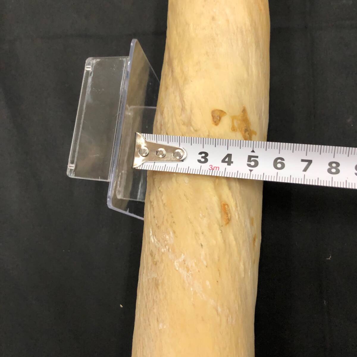 245263329 【181cm】 イッカク 一角 ウニコール 鯨 歯 牙 角 一角獣
