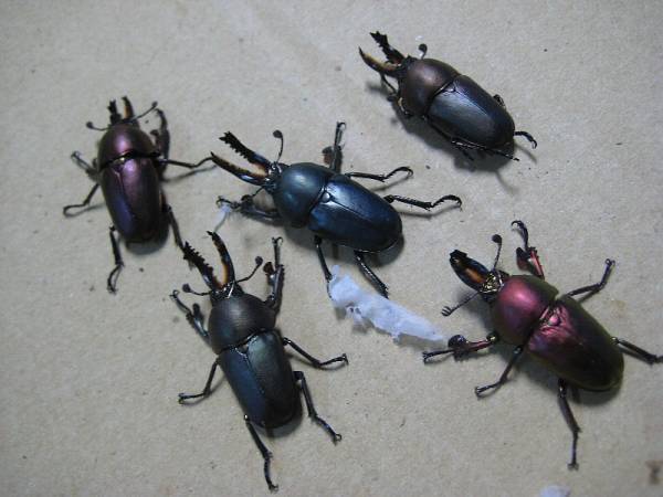 パプキン、パプアキンイロクワガタ、未使用１０ペア_1