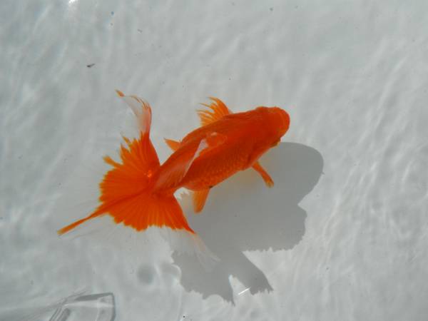 ☆土佐錦　超優良系統　弐歳魚　１２cm 雄