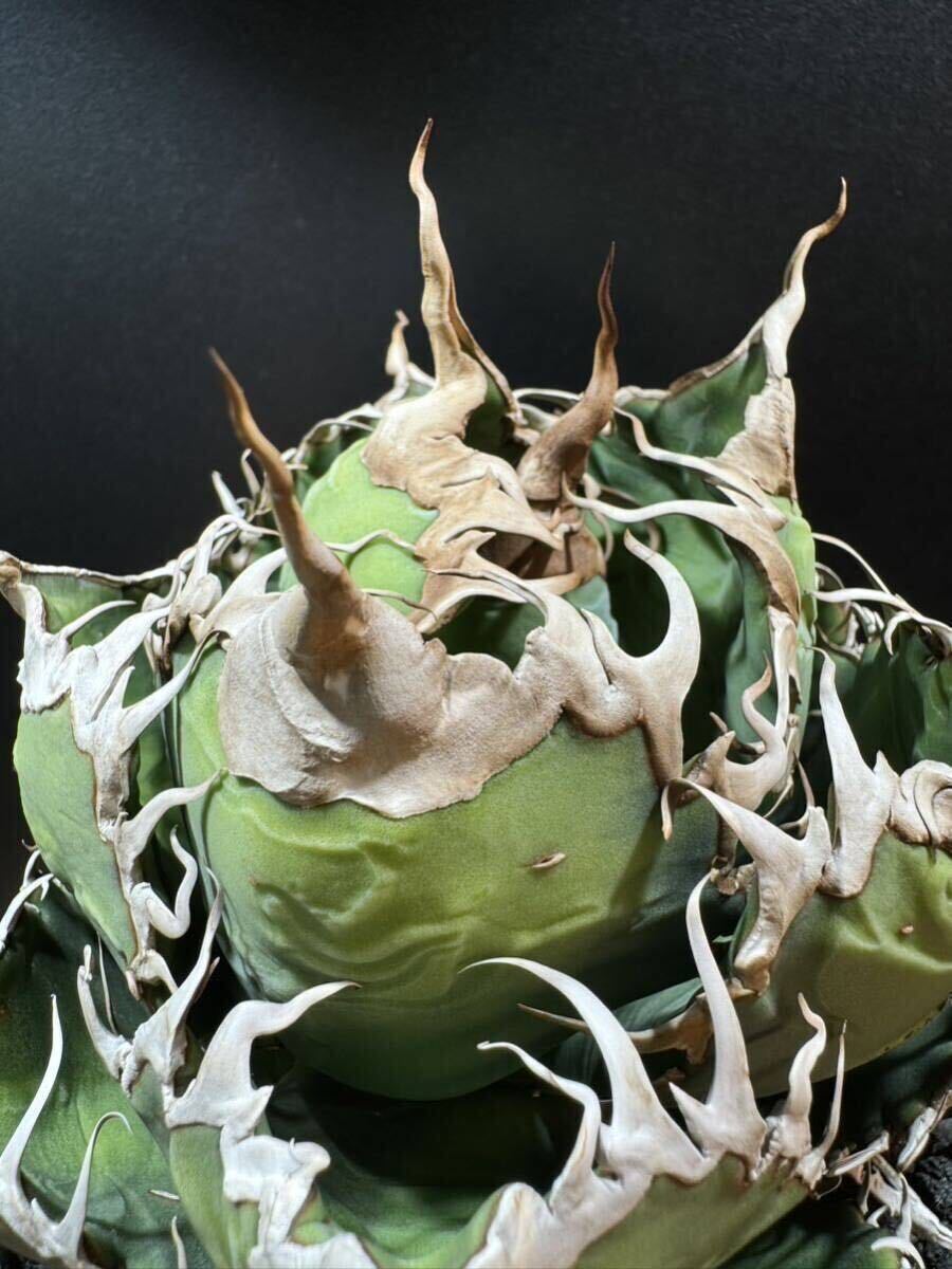 スーパーチタノタ親株 カクタスグリーン産 アガベ オテロイ スーパー