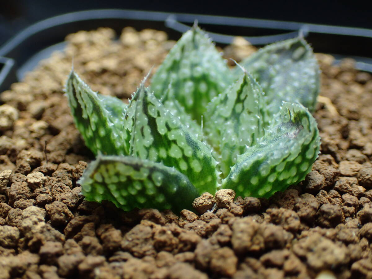 40 ハオルチア 多肉植物 闇の森(観葉植物)｜売買されたオークション