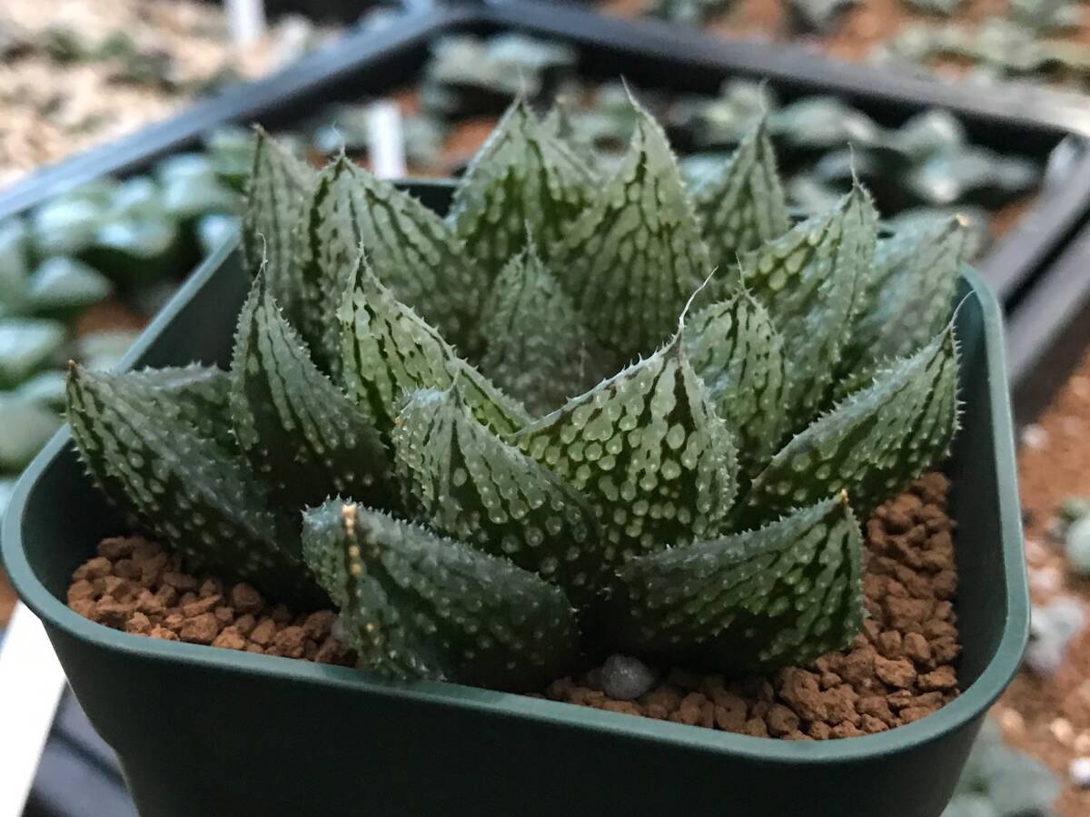 ハオルチア_闇の森 40 ハオルチア 多肉植物 闇の森(観葉植物)｜売買されたオークション
