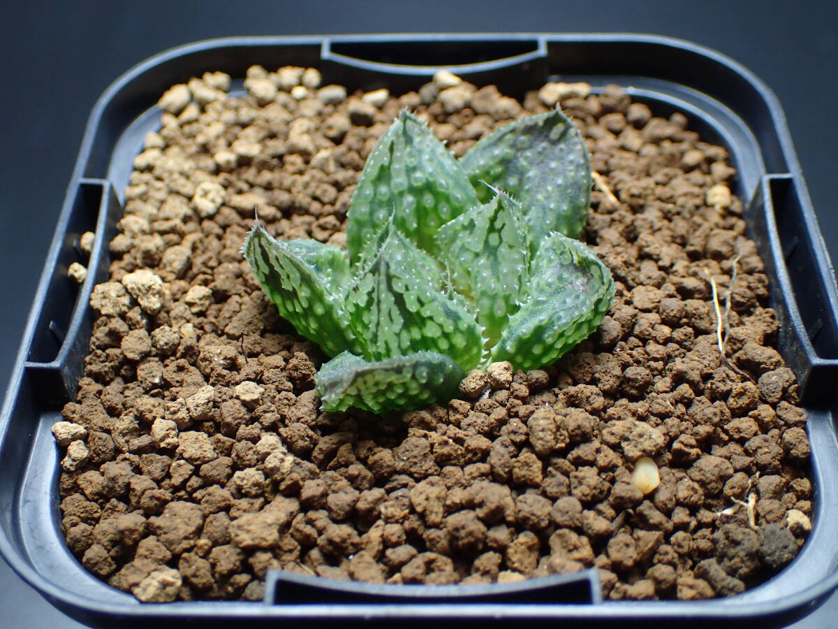 40 ハオルチア 多肉植物 闇の森(観葉植物)｜売買されたオークション 