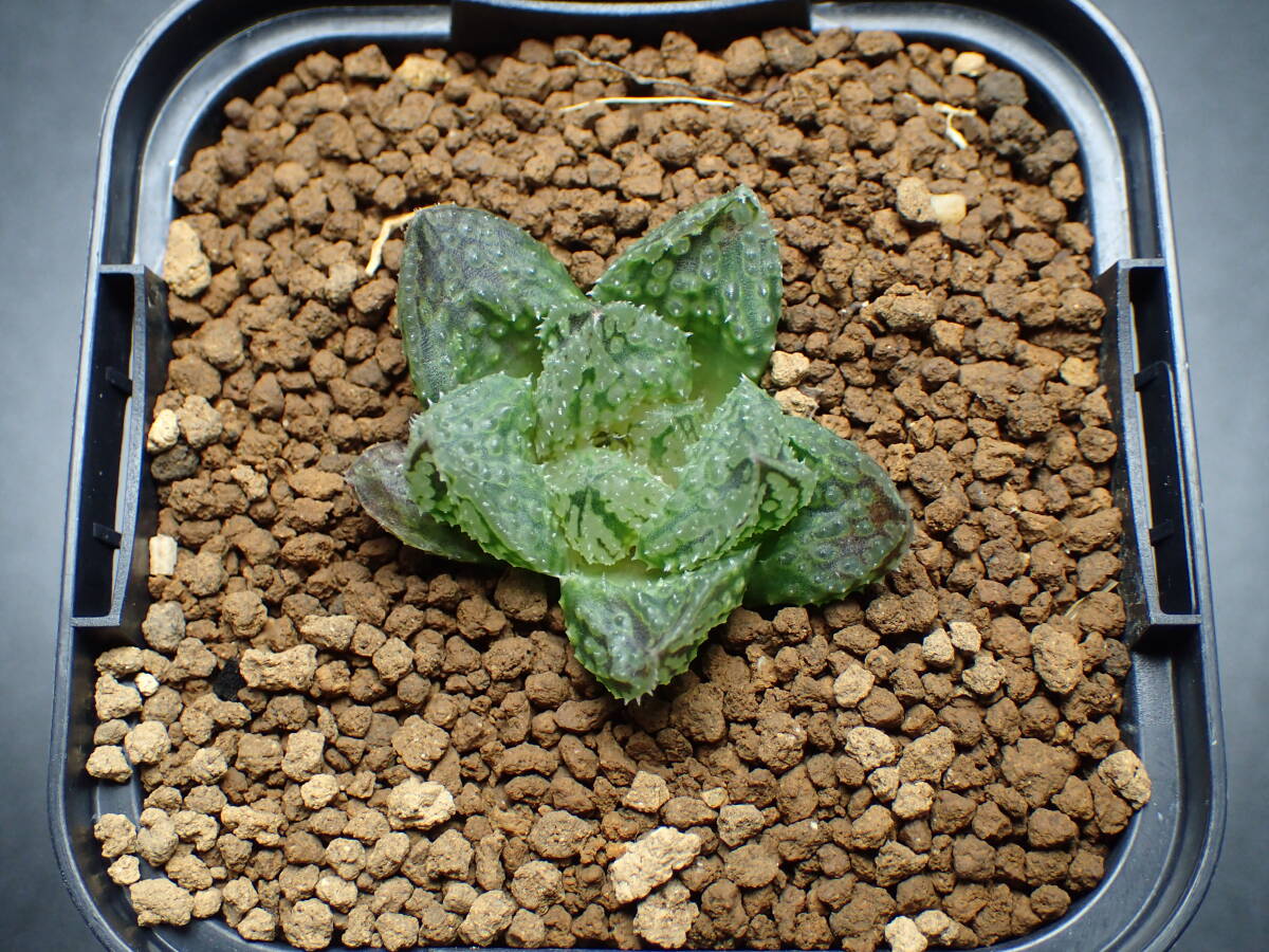 40 ハオルチア 多肉植物 闇の森(観葉植物)｜売買されたオークション