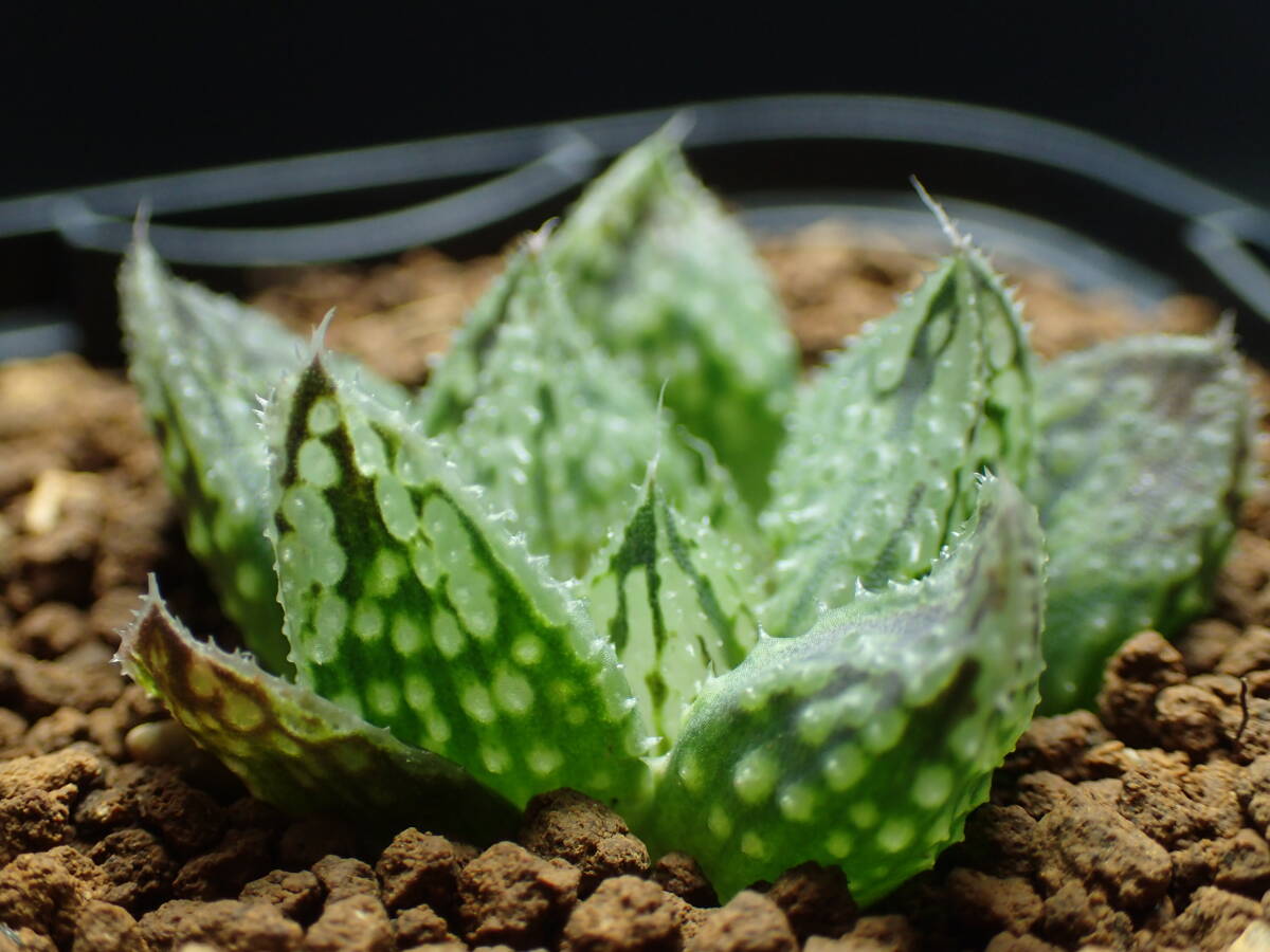 40 ハオルチア 多肉植物 闇の森(観葉植物)｜売買されたオークション