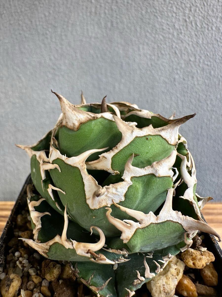 アガベ チタノタ コック CG-01 子株 Agave titanota COK(アガベ)｜売買