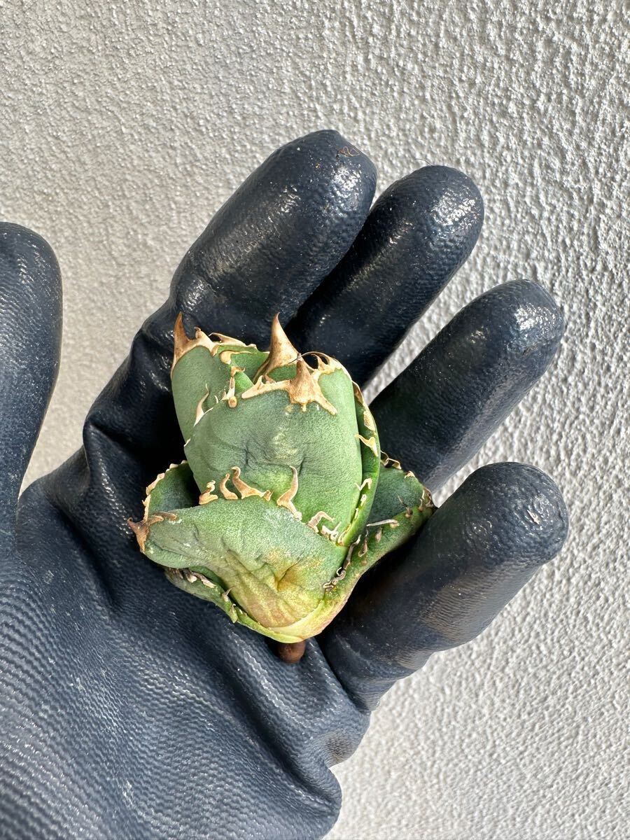 アガベ チタノタ コック CG-01 子株 Agave titanota COK(アガベ)｜売買