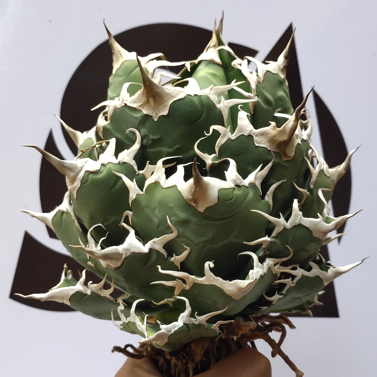 166【上澳園芸】親株出品 アガベ チタノタ shangao-002 魔龍 希少 極上