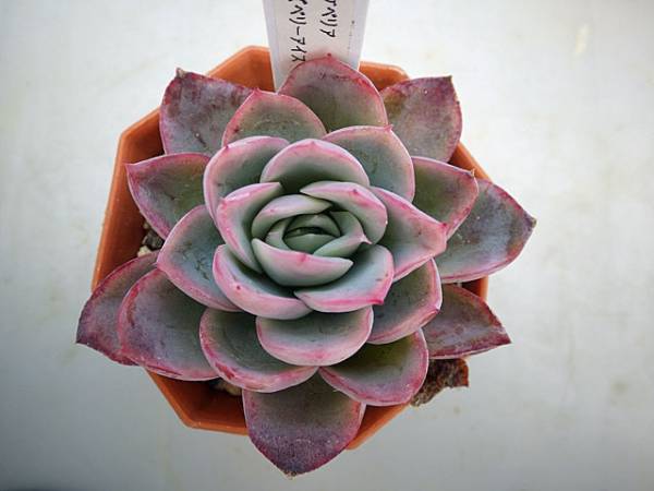 〇多肉植物根付き苗　エケベリア　ラズベリーアイス