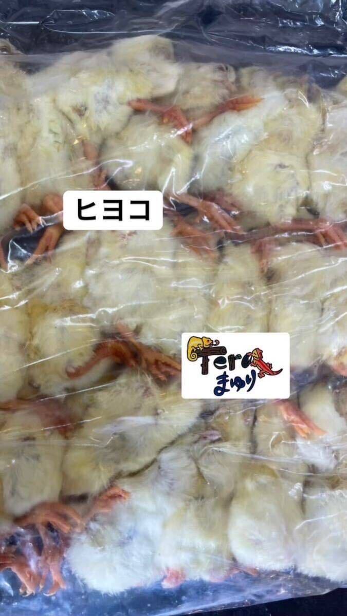 国産冷凍ヒヨコ》・10パック300羽入り(送料無料) reptiles・animals