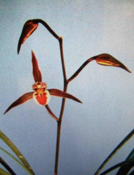 ○寒蘭○　　　土佐寒蘭　「古味チャボ」　　山野草　春蘭