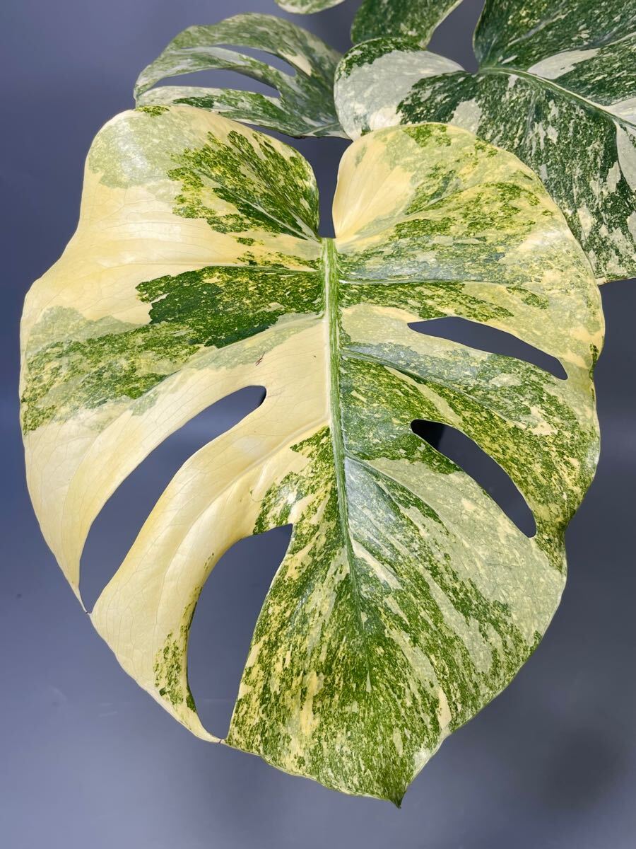 「03」Monstera Legacy Variegata モンステラ　デリシオーサ レガシー　斑入り_2