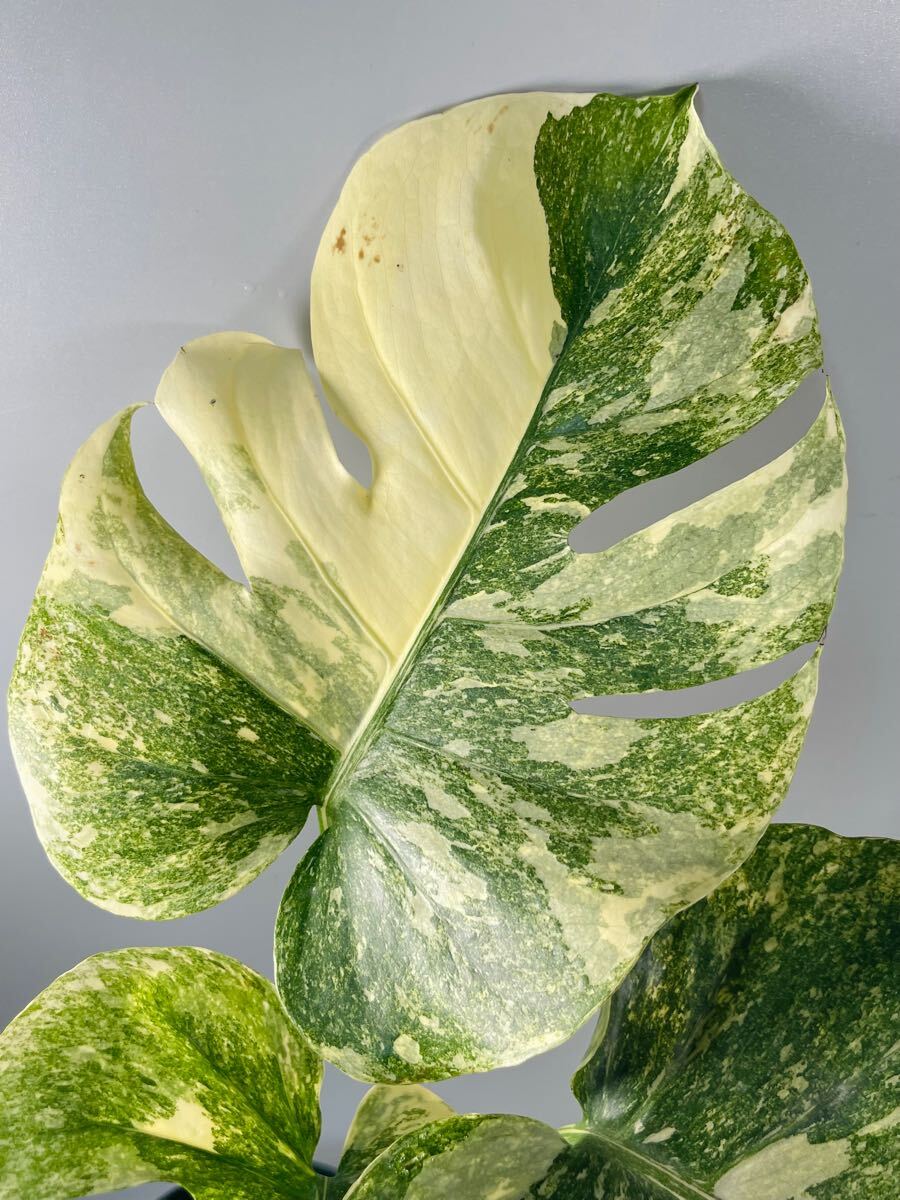 「03」Monstera Legacy Variegata モンステラ　デリシオーサ レガシー　斑入り_3