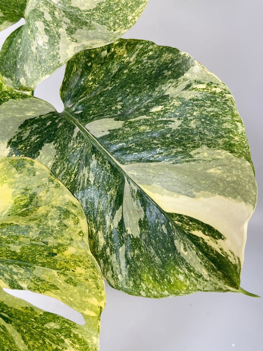 「03」Monstera Legacy Variegata モンステラ　デリシオーサ レガシー　斑入り_4