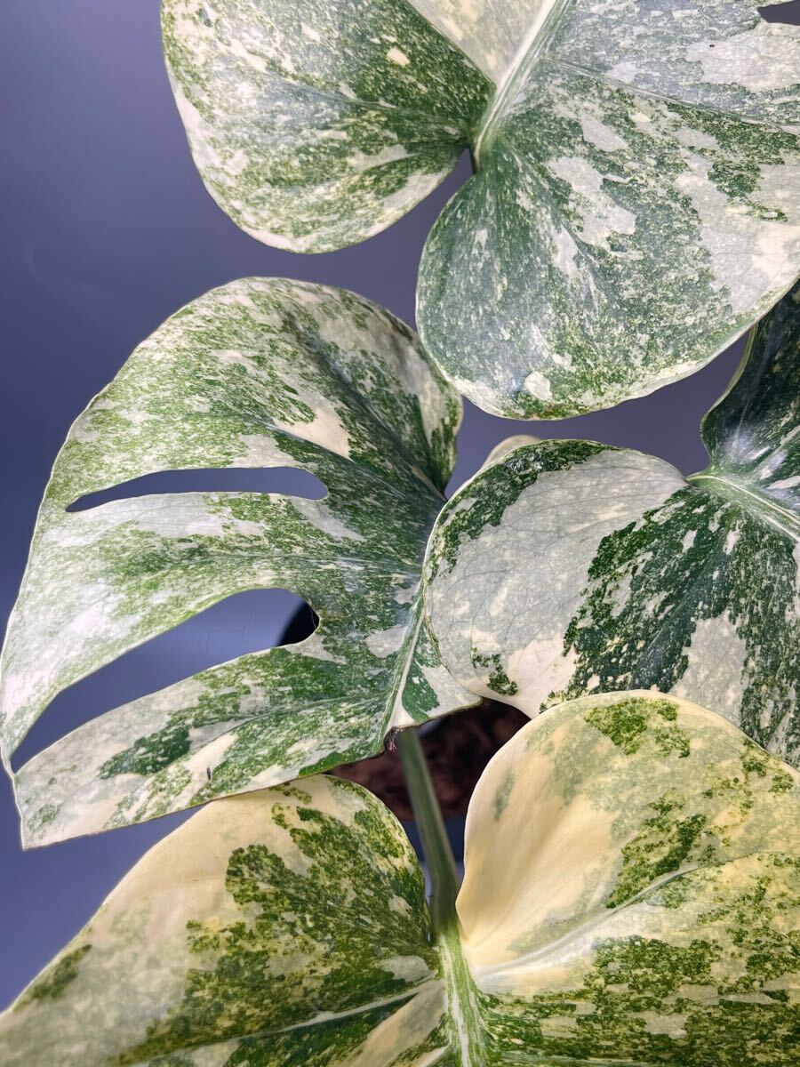 「03」Monstera Legacy Variegata モンステラ　デリシオーサ レガシー　斑入り_5
