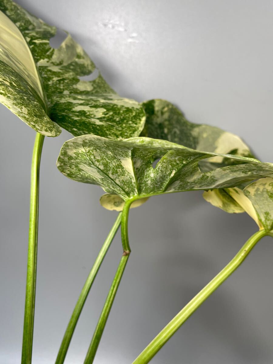 「03」Monstera Legacy Variegata モンステラ　デリシオーサ レガシー　斑入り_6