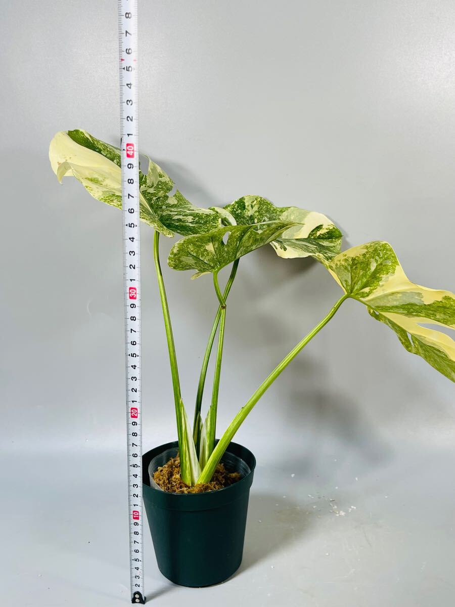 「03」Monstera Legacy Variegata モンステラ　デリシオーサ レガシー　斑入り_7