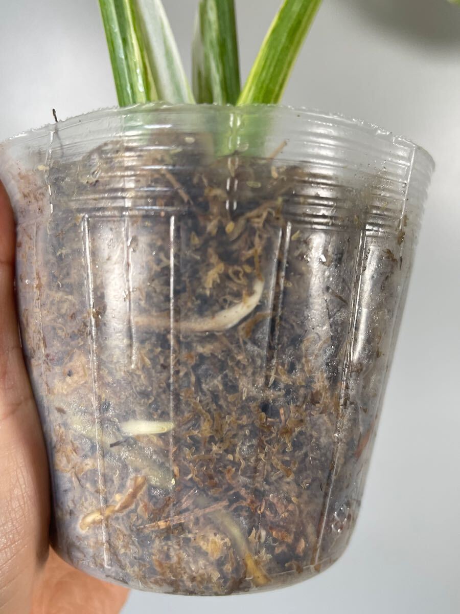 「03」Monstera Legacy Variegata モンステラ　デリシオーサ レガシー　斑入り_8