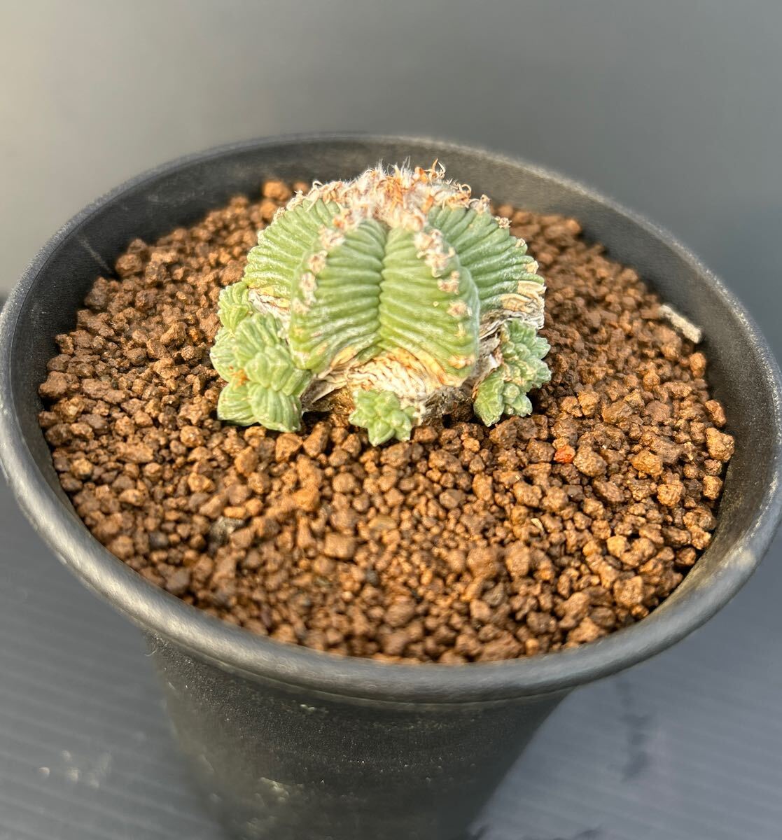 多肉植物　サボテン　アズテキウム　紅籠　自根 紅籠 自根 アズテキウム サボテン 多肉植物 【公式通販】