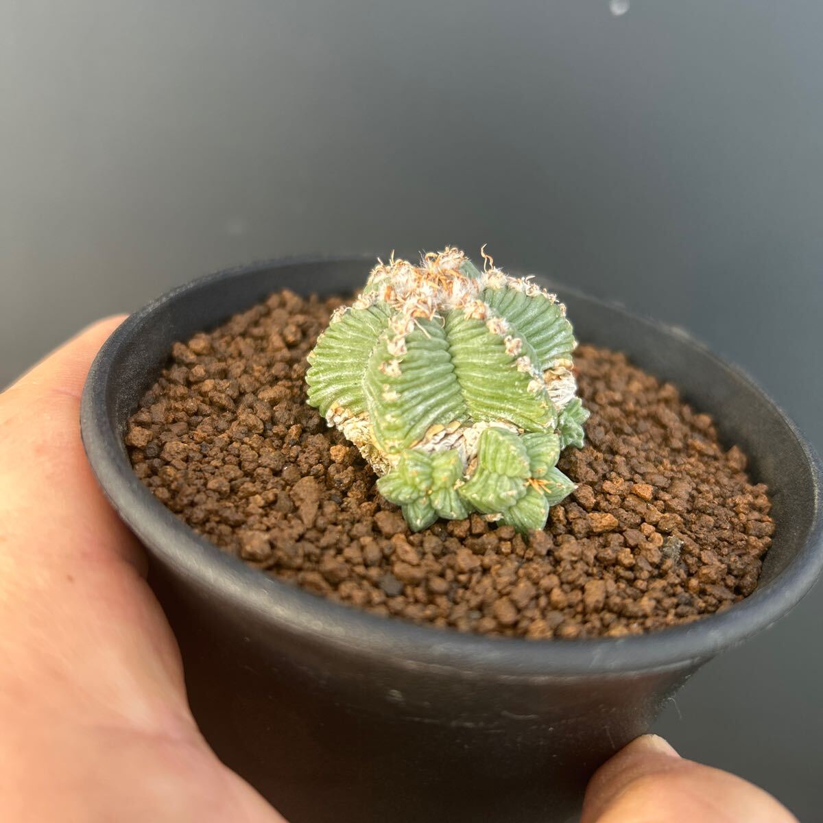 紅籠 自根 アズテキウム サボテン 多肉植物 【公式通販】