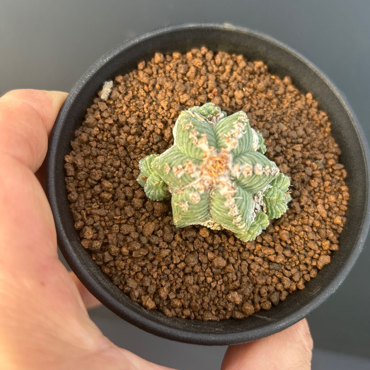紅籠　自根 紅籠 自根 アズテキウム サボテン 多肉植物 【公式通販】