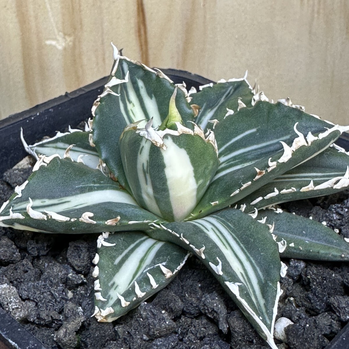 観葉植物 1589アガベ チタノタ悪魔くん錦 白覆輪錦 明錦 優良血統 強