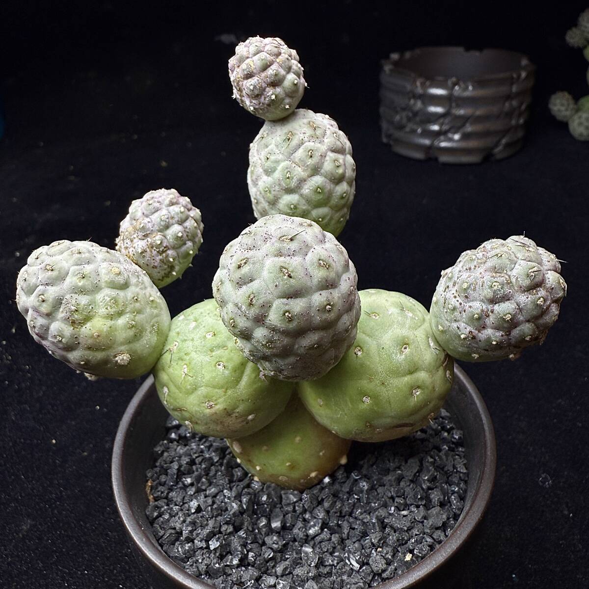 ゲオメトリクス Tephrocactus articulatus 綴化 サボテン ゲオ