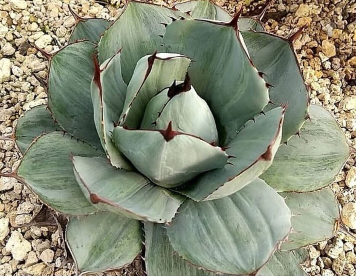 アガベパリートランカータ パリートランカータ 子株4個 F00324_Agave