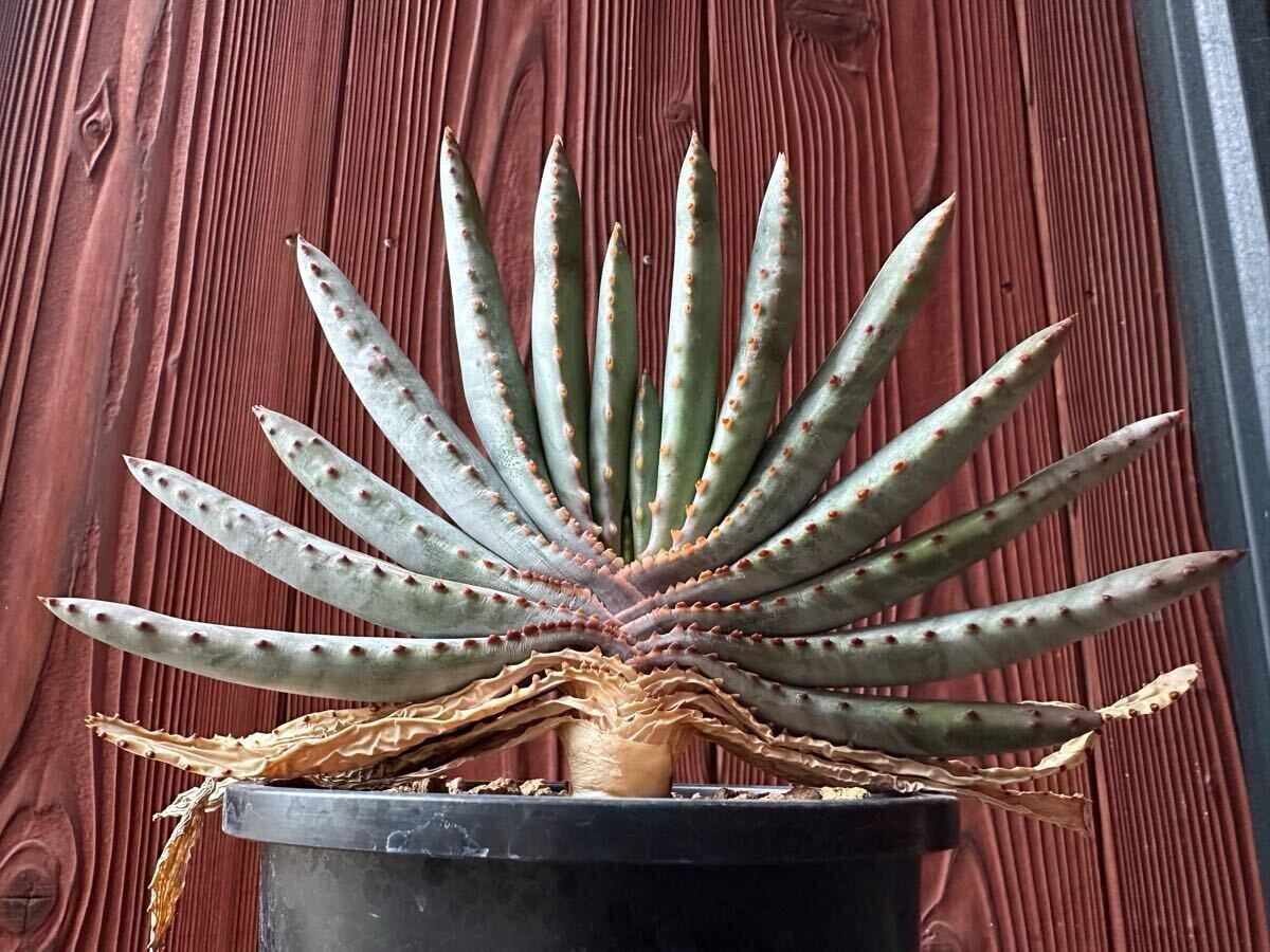 5.アロエ コンプレッサ シストフィラ Aloe compressa var.schistophila 実生 Aloe コンプレッサ シストフィラ 実生 10. アロエ・コンプレッサ・シストフィラ
