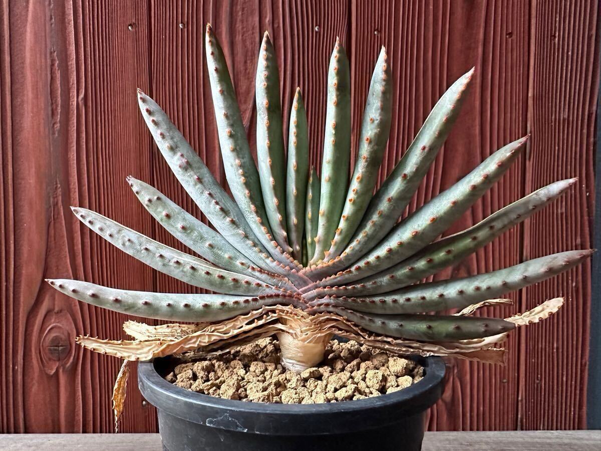 5.アロエ コンプレッサ シストフィラ Aloe compressa var.schistophila 実生 Aloe コンプレッサ シストフィラ 実生 10. アロエ・コンプレッサ・シストフィラ