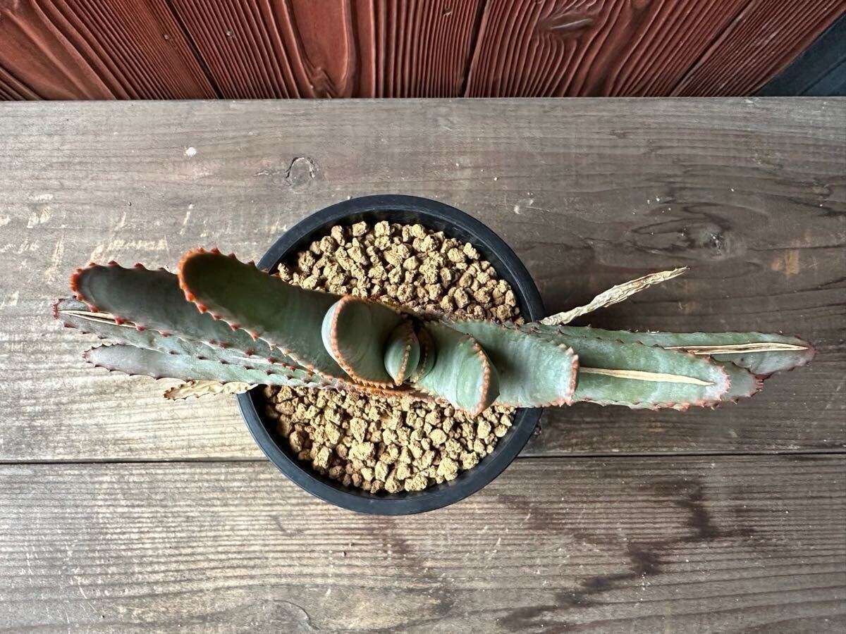 5.アロエ コンプレッサ シストフィラ Aloe compressa var.schistophila 実生 Aloe コンプレッサ シストフィラ 実生 10. アロエ・コンプレッサ・シストフィラ