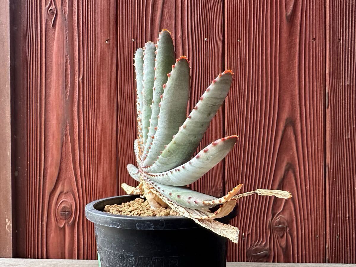 5.アロエ コンプレッサ シストフィラ Aloe compressa var.schistophila 実生 Aloe コンプレッサ シストフィラ 実生 10. アロエ・コンプレッサ・シストフィラ