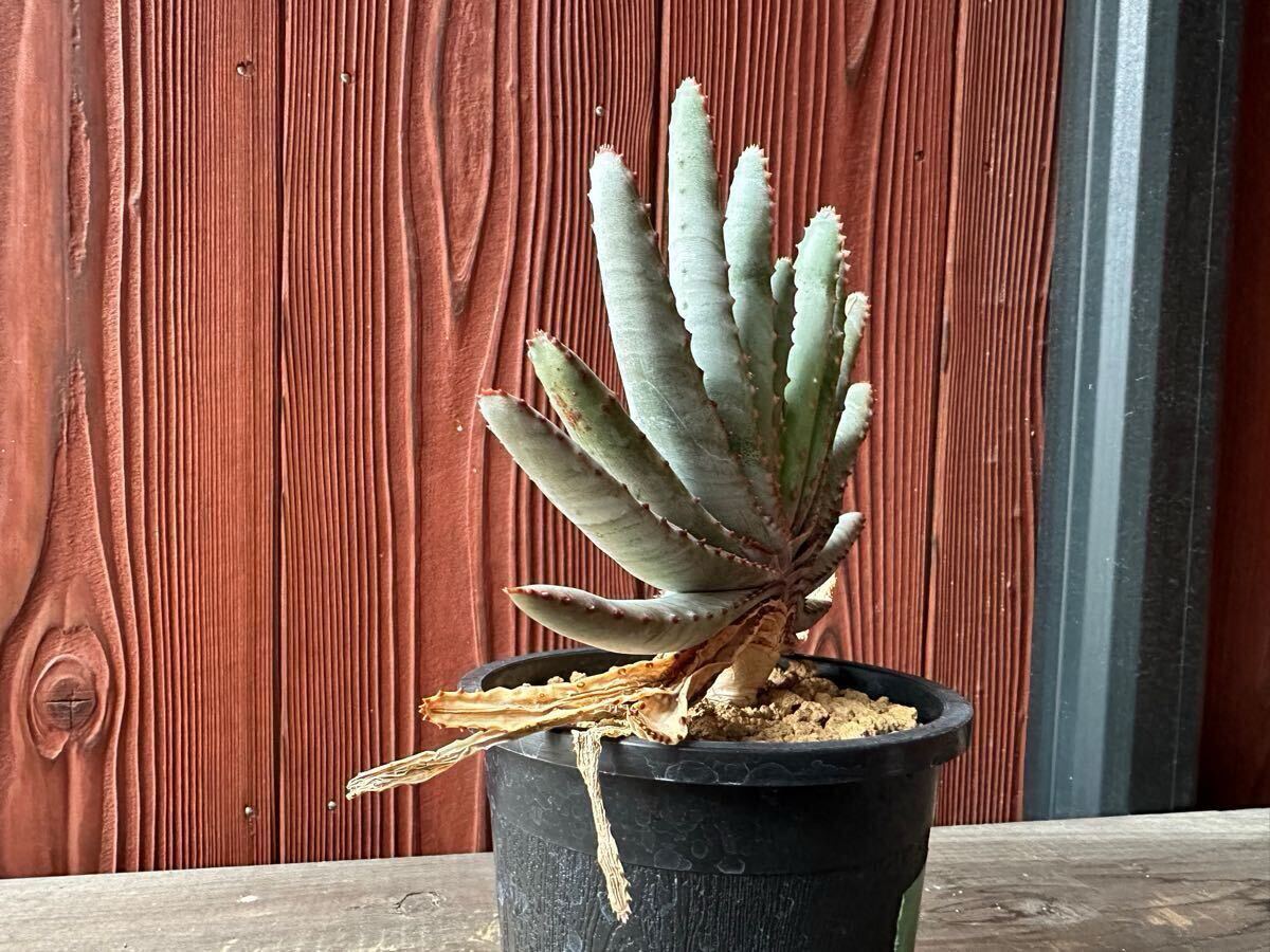 5.アロエ コンプレッサ シストフィラ Aloe compressa var.schistophila 実生 Aloe コンプレッサ シストフィラ 実生 10. アロエ・コンプレッサ・シストフィラ