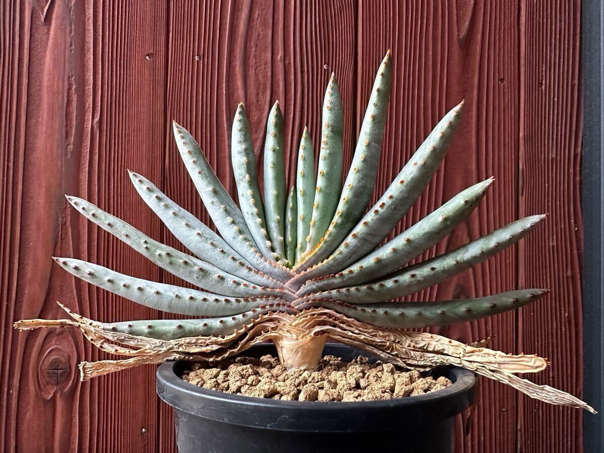 5.アロエ コンプレッサ シストフィラ Aloe compressa var.schistophila 実生 Aloe コンプレッサ シストフィラ 実生 10. アロエ・コンプレッサ・シストフィラ