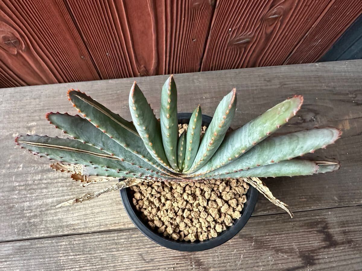 5.アロエ コンプレッサ シストフィラ Aloe compressa var.schistophila 実生 Aloe コンプレッサ シストフィラ 実生 10. アロエ・コンプレッサ・シストフィラ