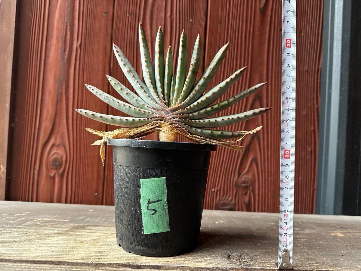 5.アロエ コンプレッサ シストフィラ Aloe compressa var.schistophila 実生 Aloe コンプレッサ シストフィラ 実生 10. アロエ・コンプレッサ・シストフィラ